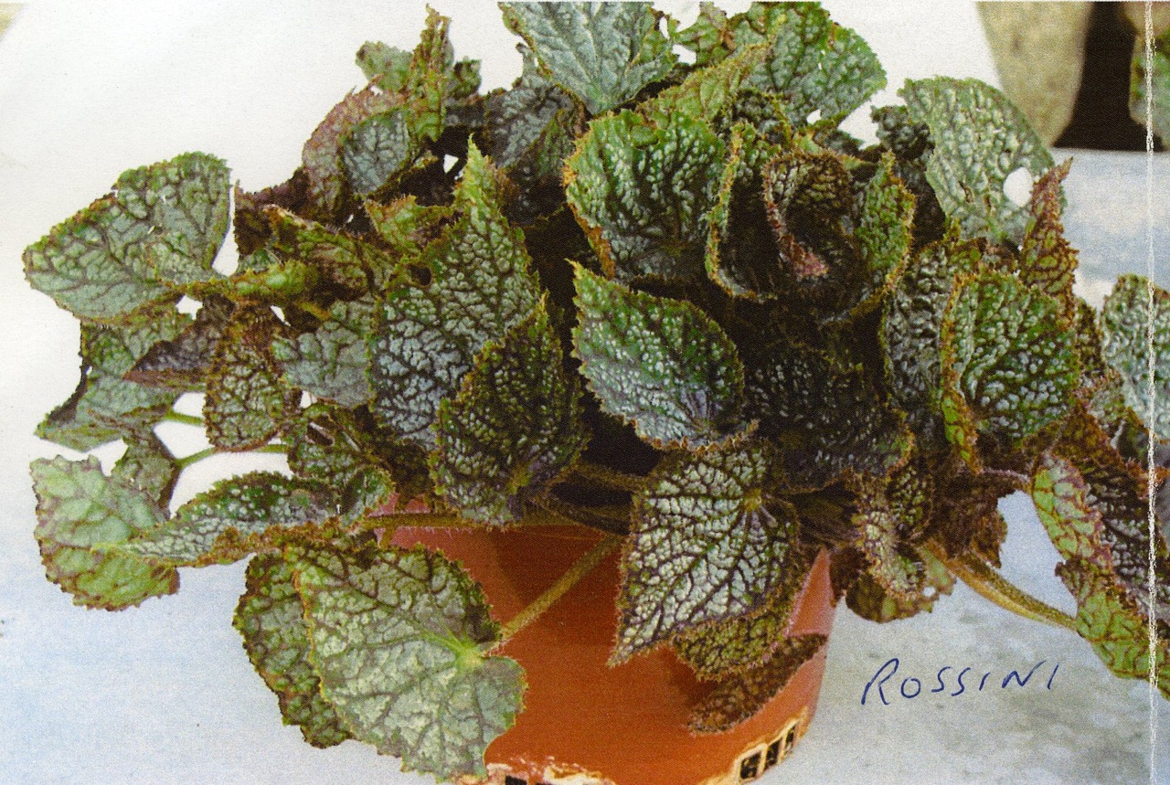B. ‘Rossini’
